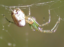 Orchard Orbweaver